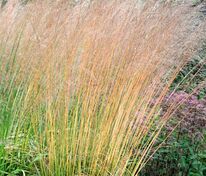 Молиния тростниковая Карл Форстер (Molinia arundinacea 'Karl Foerster')