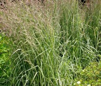 Молиния тростниковая Скай Рейсер (Molinia arundinacea 'Sky Racer')