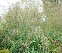 Молиния тростниковая Транспарент (Molinia arundinacea 'Transparent')