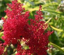 Астильба японская Дюссельдорф (Astilbe japonica 'Dusseldorf')