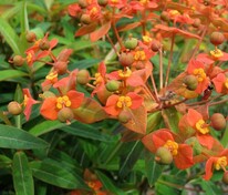Молочай Гриффита Файерглоу (Euphorbia griffithii 'Fireglow')