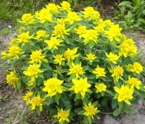 Молочай многоцветковый (Euphorbia polychroma)