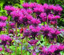 Монарда Кардинал (Monarda 'Kardinal')