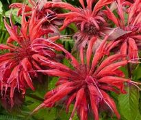 Монарда гибридная Гарденвью Скарлет (Monarda x hybrida 'Gardenview Scarlet')