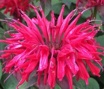 Монарда гибридная Махогани (Monarda x hybrida 'Mahogany')