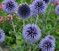Мордовник банатский Блю Глоу (Echinops bannaticus 'Blue Glow')