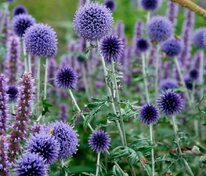 Мордовник банатский Таплоу Блю (Echinops bannaticus 'Taplow Blue')