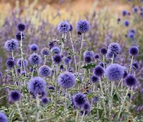 Мордовник обыкновенный (Echinops ritro)