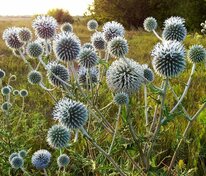 Мордовник шароголовый (Echinops sphaerocephalus)