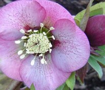 Морозник Эрли Пёрпл (Helleborus 'Early Purple')