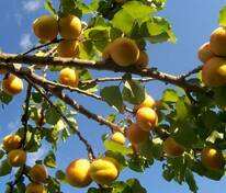 Абрикос маньчжурский (Prunus mandshurica)