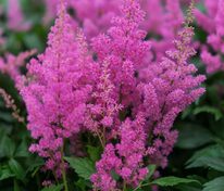 Астильба японская Мэйнц (Astilbe japonica 'Mainz')