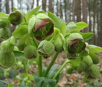 Морозник вонючий (Helleborus foetidus)