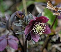 Морозник восточный (Helleborus orientalis)