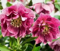 Морозник восточный Дабл Гибридс Пинк Промис (Helleborus orientalis 'Double Hybrids Pink Promise')