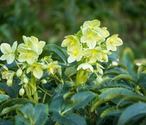 Морозник падуболистный (Helleborus argutifolius)