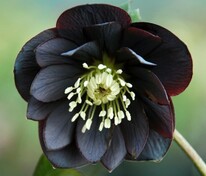 Морозник черный (Helleborus niger)