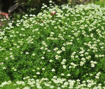 Мшанка шиловидная (Sagina subulata)