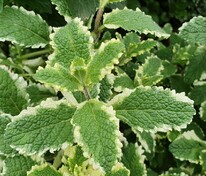 Мята ананасная Вариегата (Mentha suaveolens 'Variegata')
