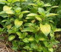 Мята имбирная Джинджер Минт (Mentha x gracilis 'Ginger Mint')