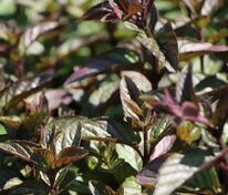 Мята перечная Шоколад (Mentha x piperita 'Chocolate')