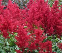 Астильба японская Монтгомери (Astilbe japonica 'Montgomery')