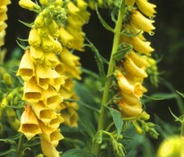 Наперстянка желтая (Digitalis lutea)