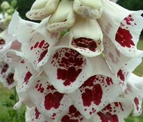 Наперстянка пурпурная Джайант Споттед (Digitalis purpurea 'Giant Spotted')