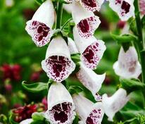 Наперстянка пурпурная Пэмс Чойс (Digitalis purpurea 'Pam's Choice')