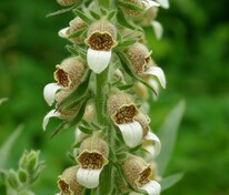 Наперстянка шерстистая (Digitalis lanata)