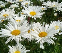 Нивяник наибольший (Leucanthemum maximum)