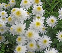 Нивяник наибольший Дейзи Крейзи (Leucanthemum maximum 'Daisy Crazy')