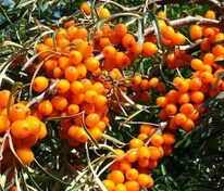 Облепиха Алей (Hippophae rhamnoides 'Alej') (Муж)