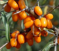 Облепиха Алтайская (Hippophae rhamnoides 'Altayskaya')