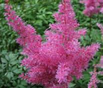 Астильба японская Рейнленд (Astilbe japonica 'Rheinland')