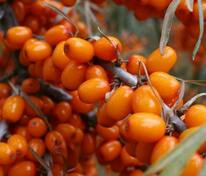 Облепиха Нижегородская (Hippophae rhamnoides 'Nizhegorodskaya') сладкая