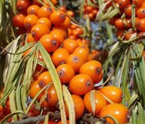 Облепиха Пантелеевская (Hippophae rhamnoides 'Panteleevskaya')