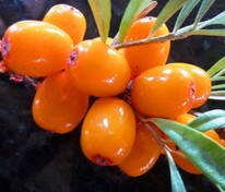 Облепиха Теньга (Hippophae rhamnoides 'Tenga')