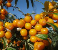 Облепиха крушиновидная Фрисдорфер Оранж (Hippophae rhamnoides 'Friesdorfer Orange')