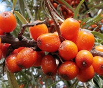Облепиха крушиновидная Лейкора (Hippophae rhamnoides 'Leikora')