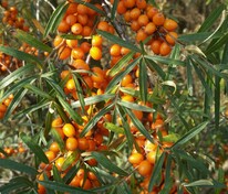 Облепиха крушиновидная Поллмикс (Hippophae rhamnoides 'Pollmix')