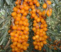 Облепиха крушиновидная Московская красавица (Hippophae rhamnoides 'Moskovskaya Krasavitsa')