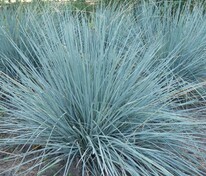 Овсец вечнозеленый (Helictotrichon sempervirens)