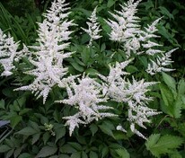 Астильба японская Вашингтон (Astilbe japonica 'Washington')