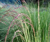 Овсяница аметистовая (Festuca amethystina)