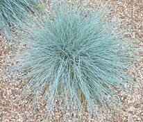 Овсяница сизая (Festuca glauca)