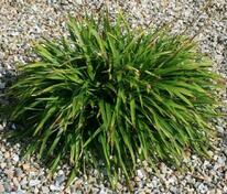 Ожика лесная (Luzula sylvatica)