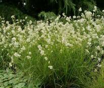 Ожика снежно-белая (Luzula nivea)