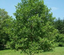 Ольха чёрная (Alnus glutinosa)