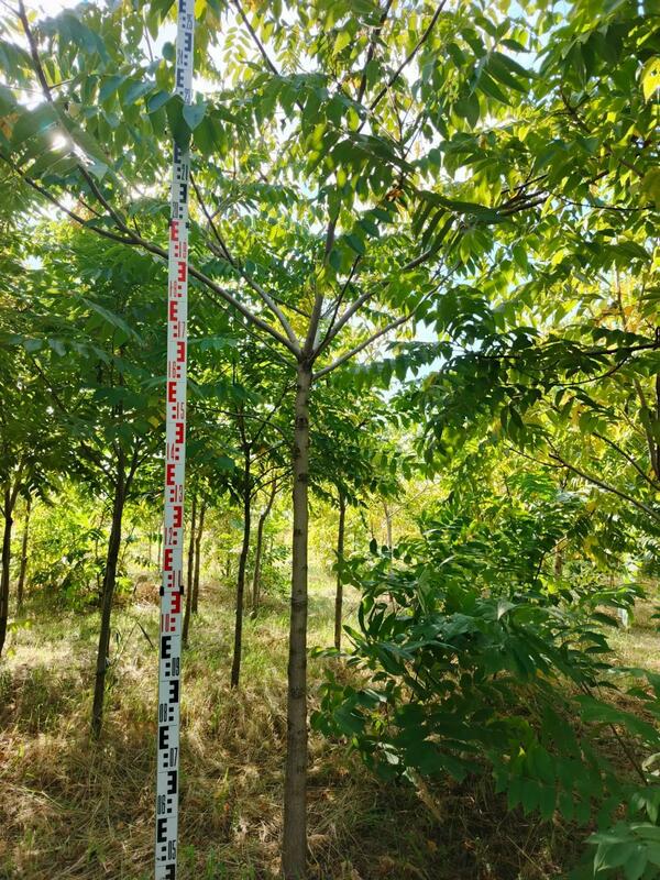 Орех маньчжурский (Juglans mandshurica)